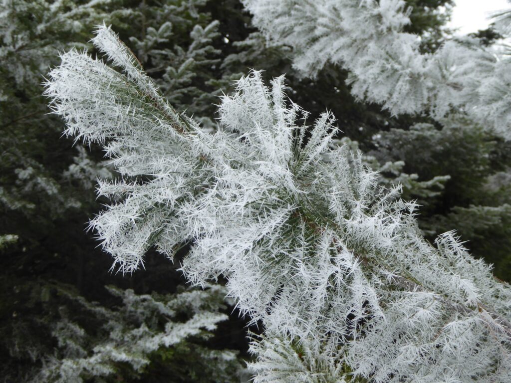 Hoarfrost or Rime Ice? – West Valley Naturalists