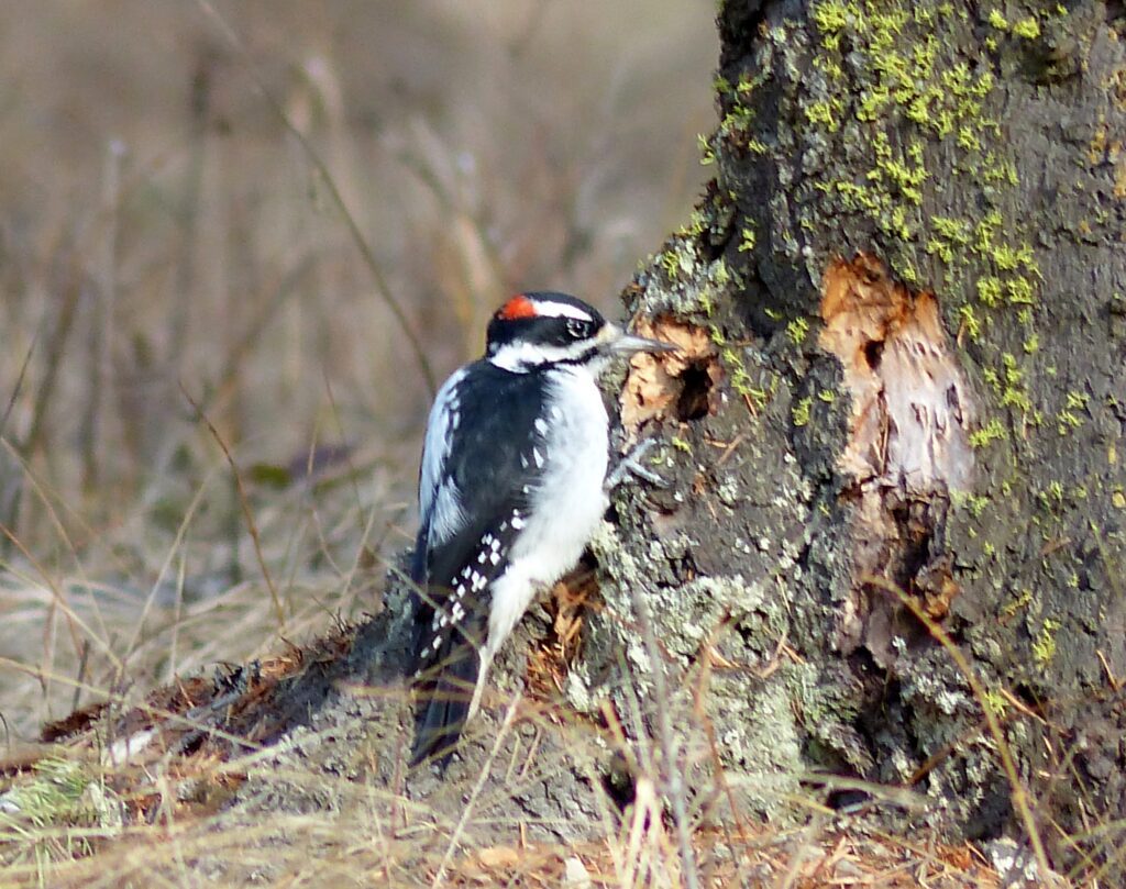 Woodpeckers in our Valley – West Valley Naturalists