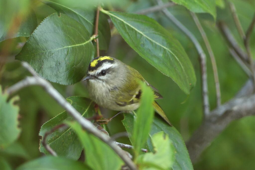 Little King, The goldcrest is called the king of the birds…